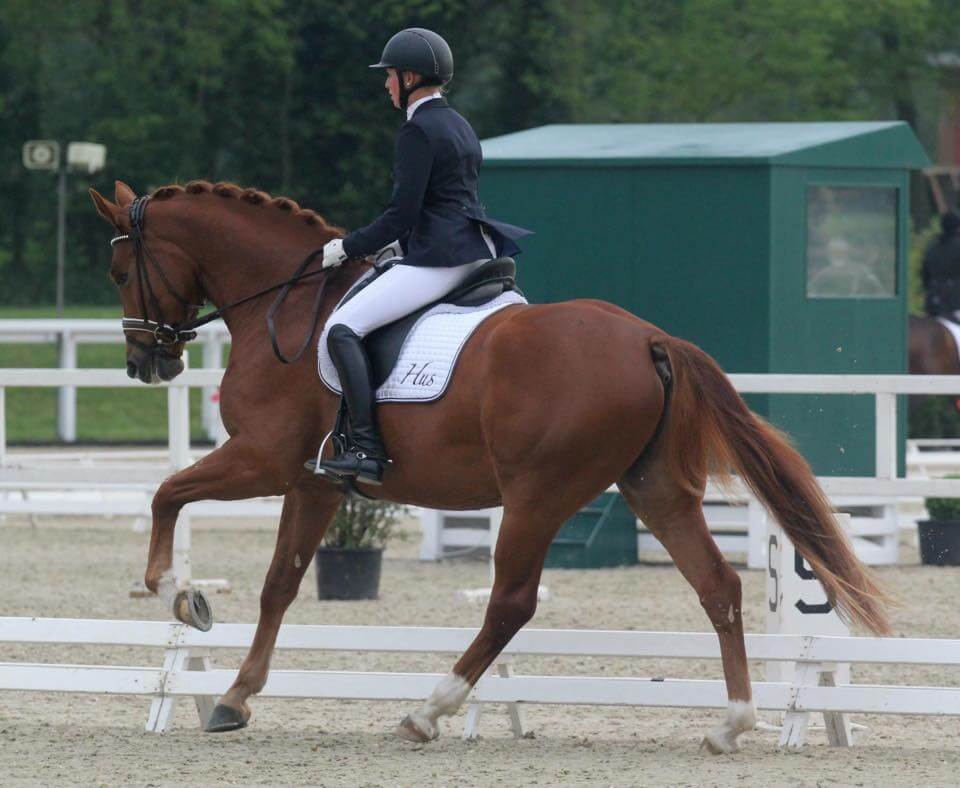 Haras de Hus | Showjumping and dressage horse breeder, competitions ...